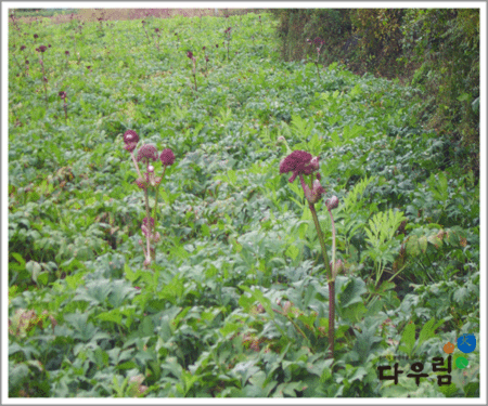 12-09.gif